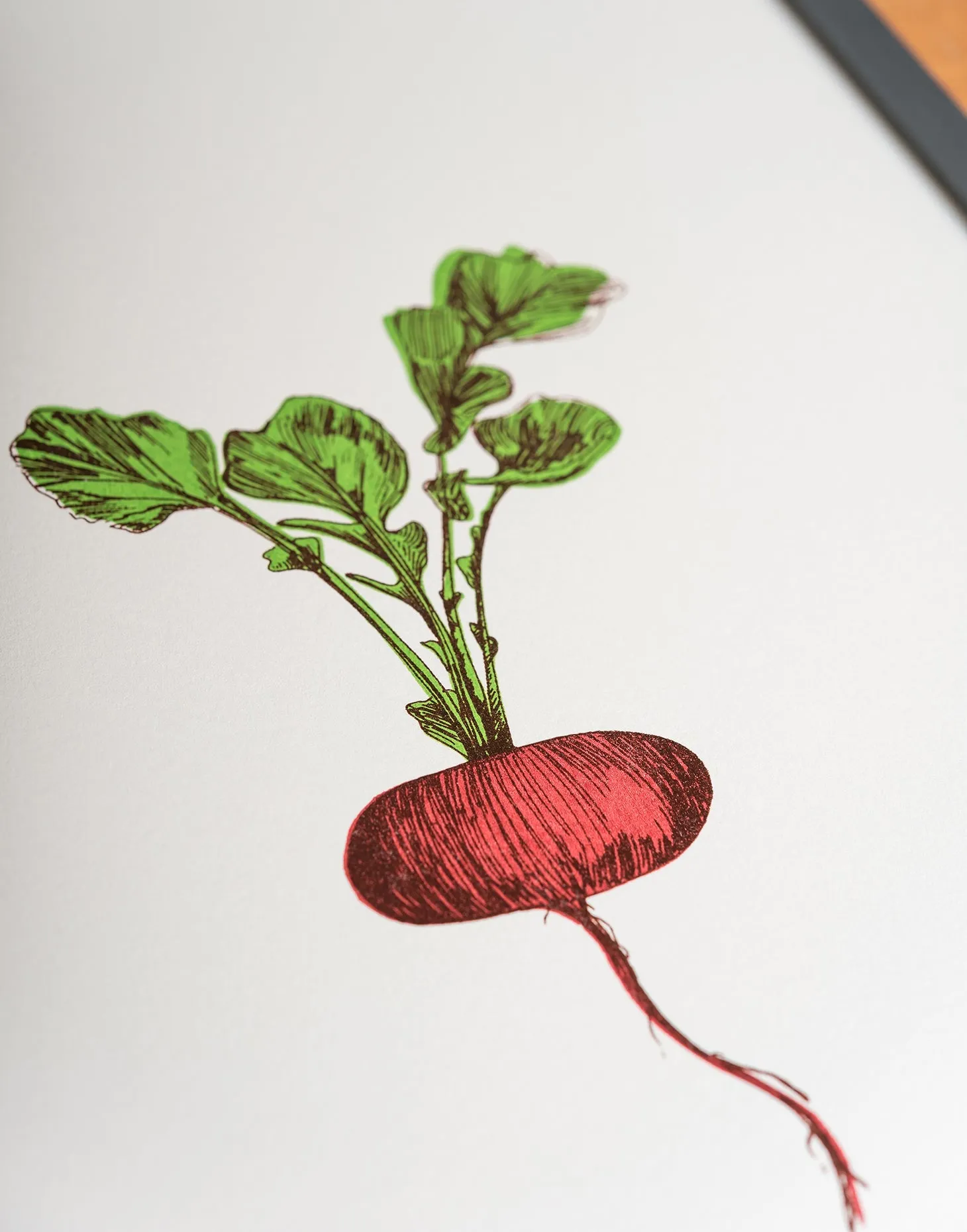 Radish Vegetable Print (Seconds)