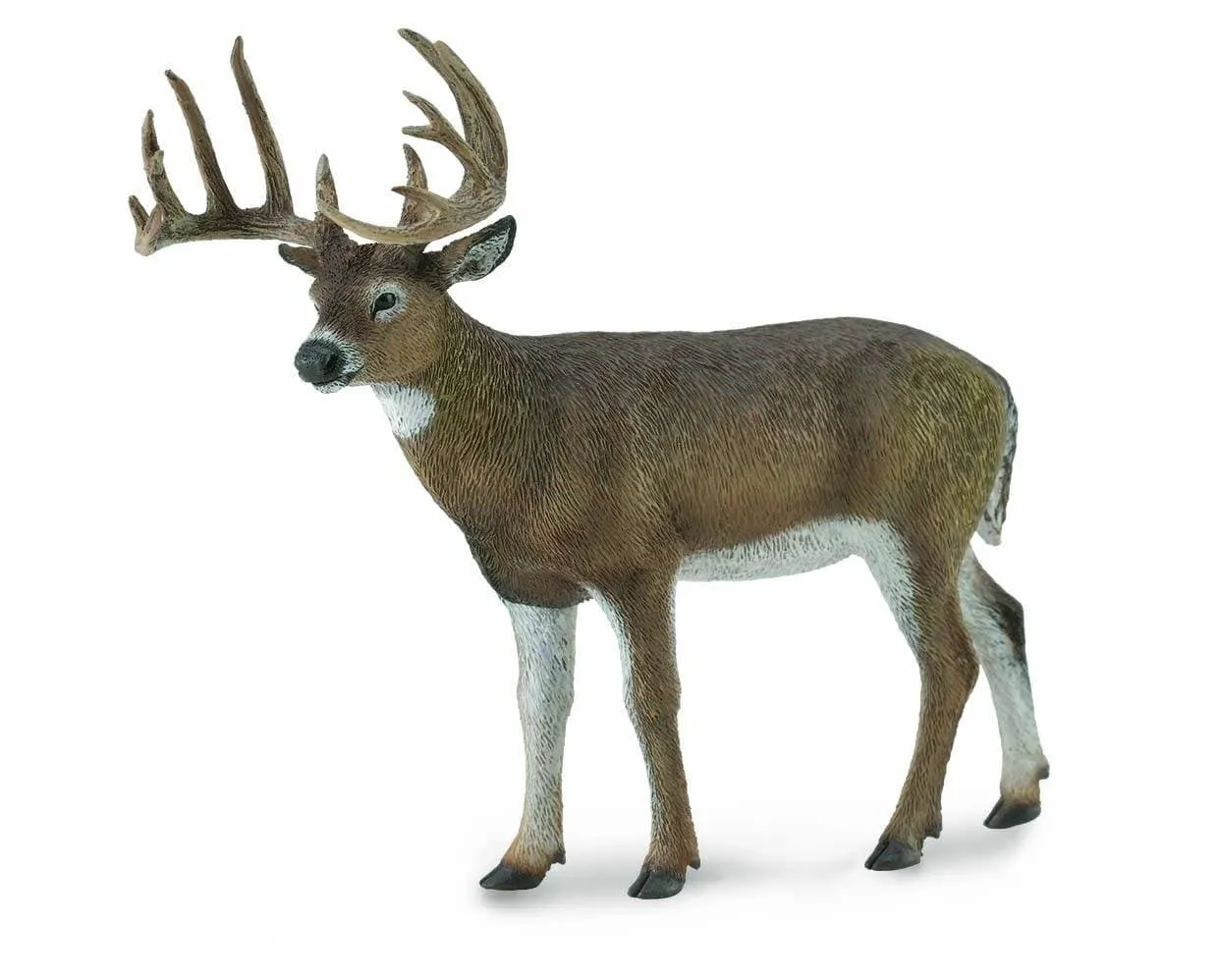 White-Tailed Deer