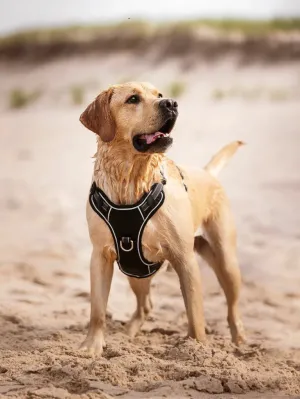 Winchester Dog Harness